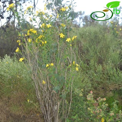 Linum arboreum