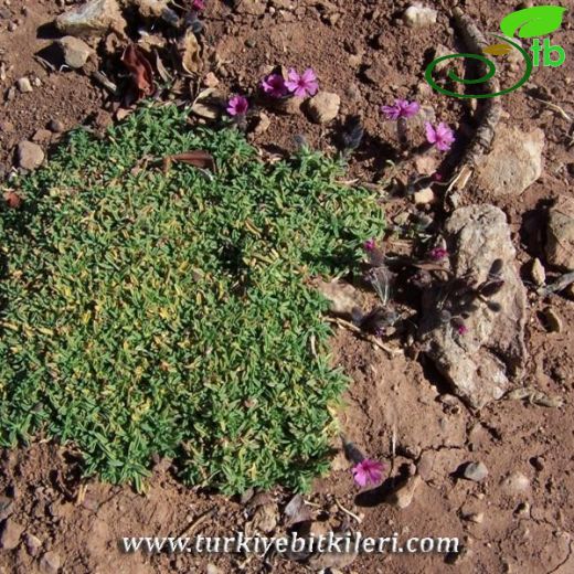 Saponaria pumilio