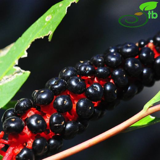Phytolaccaceae-Şekerciboyasıgiller