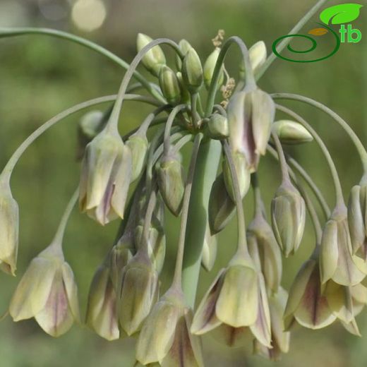 Allium siculum