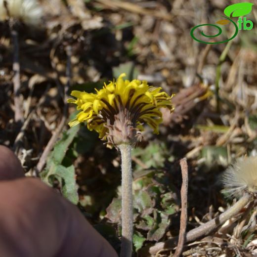 Taraxacum pseudobrachyglossum