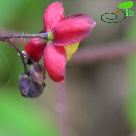 Epimedium-Keşişkülahı