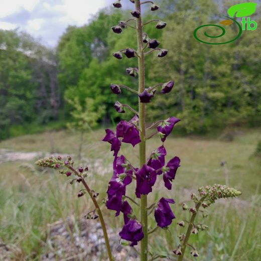 Verbascum-Sığırkuyruğu