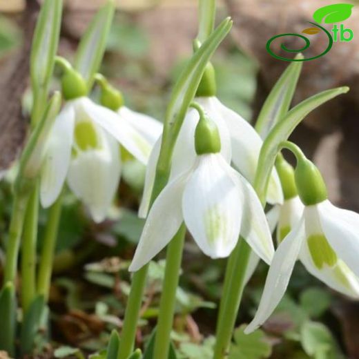 Galanthus cilicicus