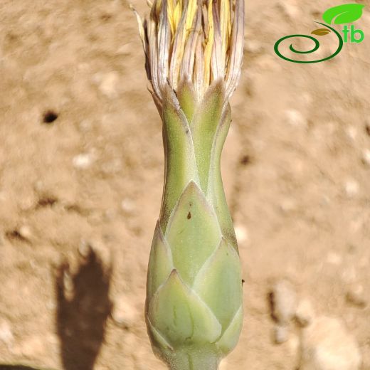 Asteraceae-Papatyagiller