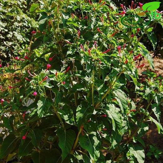 Mirabilis jalapa
