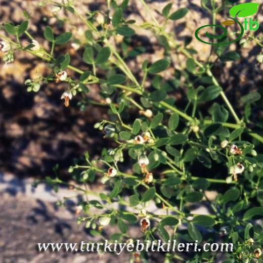 Zygophyllum fabago