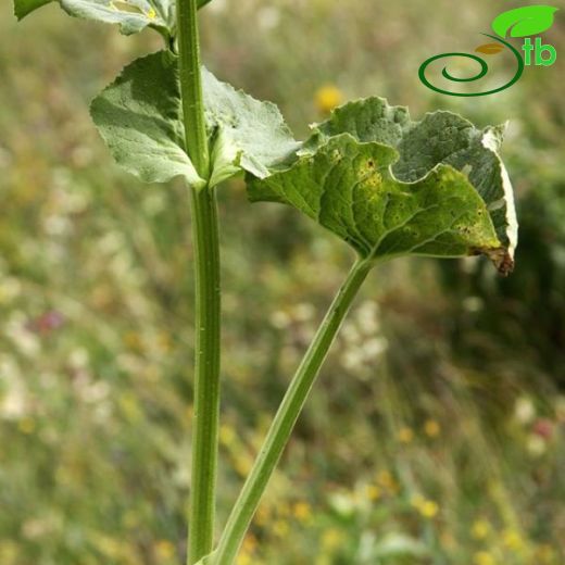 Doronicum macrolepis