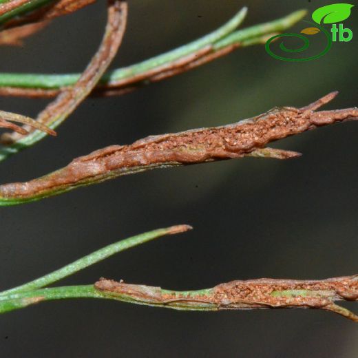 Aspleniaceae-Saçakotugiller