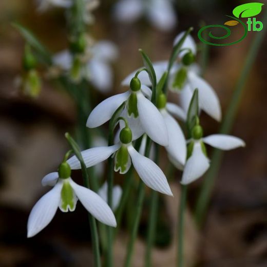 Galanthus bursanus