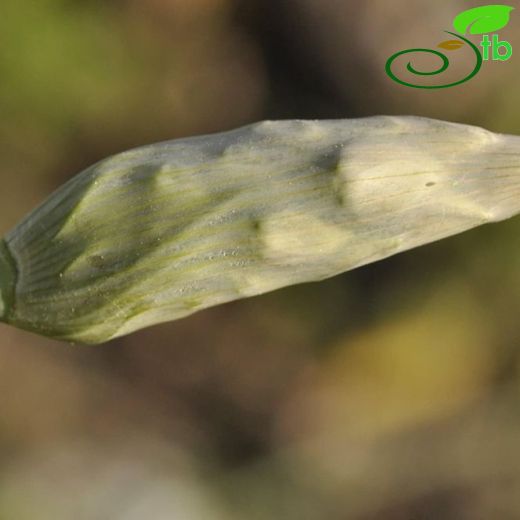 Allium siculum