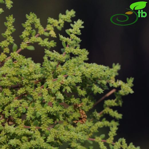 Herniaria hirsuta