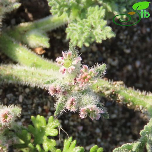 Apiaceae-Maydanozgiller