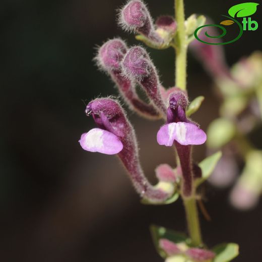 Scutellaria porphyrantha