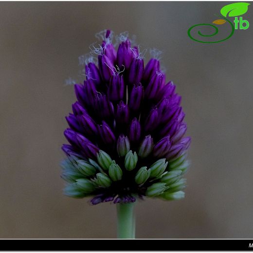 Amaryllidaceae-Nergisgiller