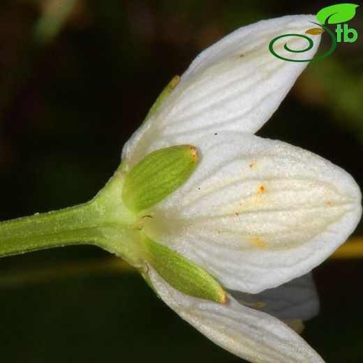 Celastraceae-İğağacıgiller