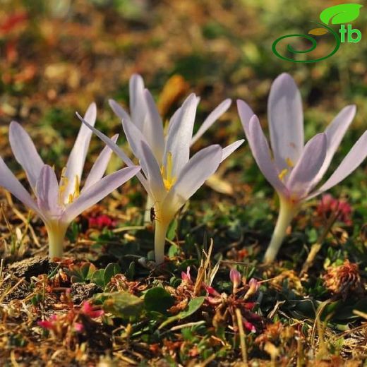 Colchicum inundatum