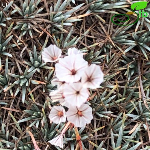 Acantholimon hohenackeri