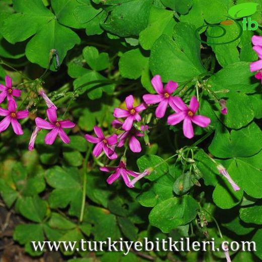 Oxalis articulata