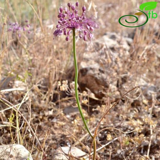 Allium wendelboanum