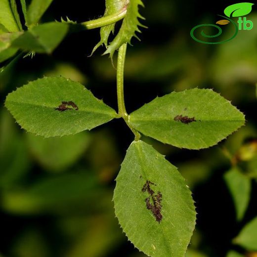 Medicago arabica