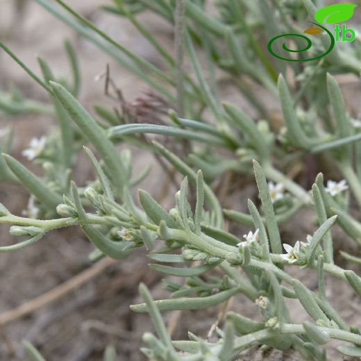 Santalaceae-Güvelekgiller