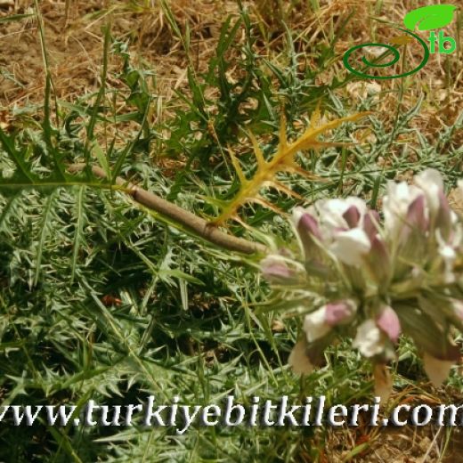 Acanthaceae-Ayıpençesigiller