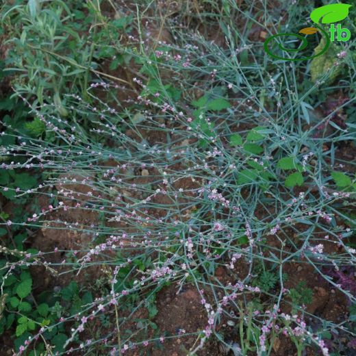 Polygonum arenarium