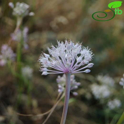 Allium macrochaetum