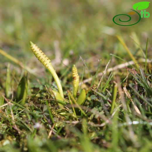 Ophioglossum-Dilotu