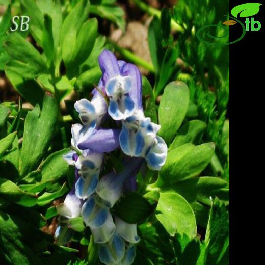 Corydalis alpestris