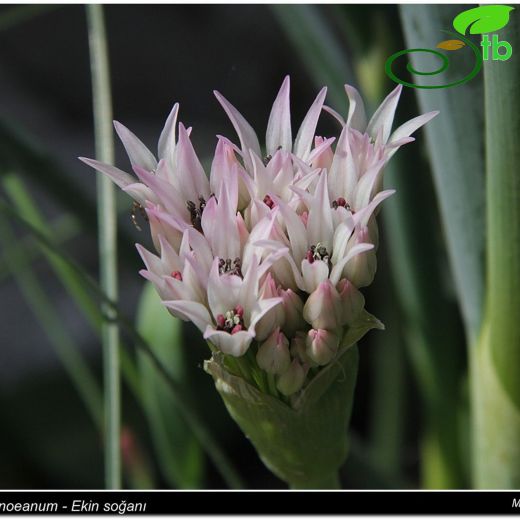 Allium noeanum