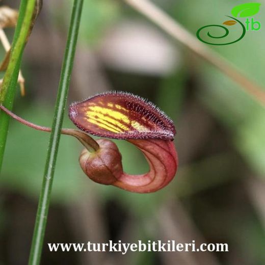 Aristolochia sempervirens