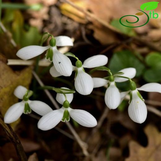 Galanthus bursanus