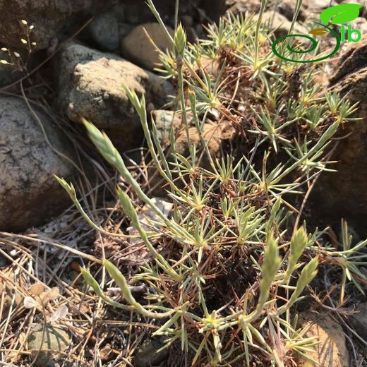 Acantholimon koeycegizicum