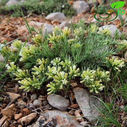 Chrysotesium-Anagüvelek