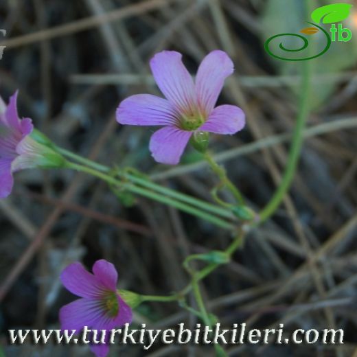 Oxalis articulata