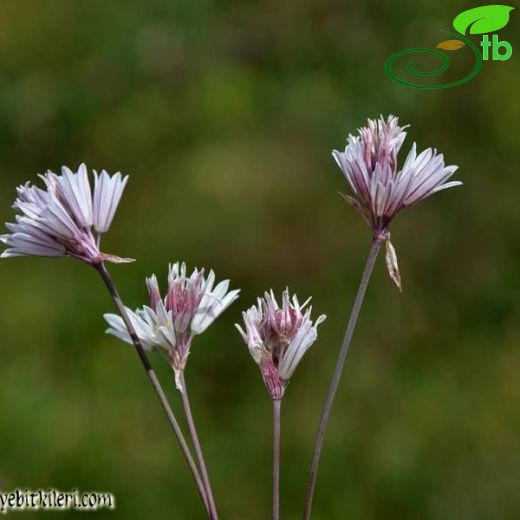 Allium djimilense