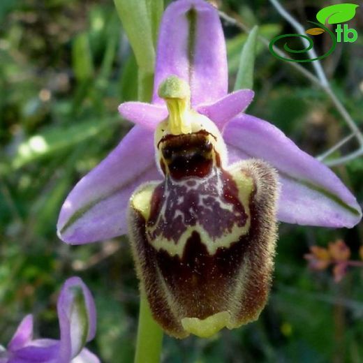 Ophrys candica