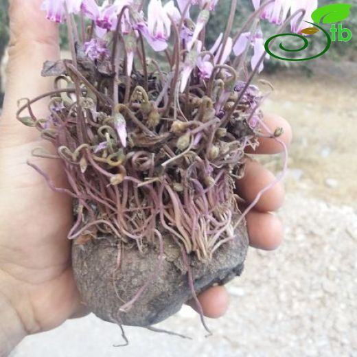 Cyclamen hederifolium