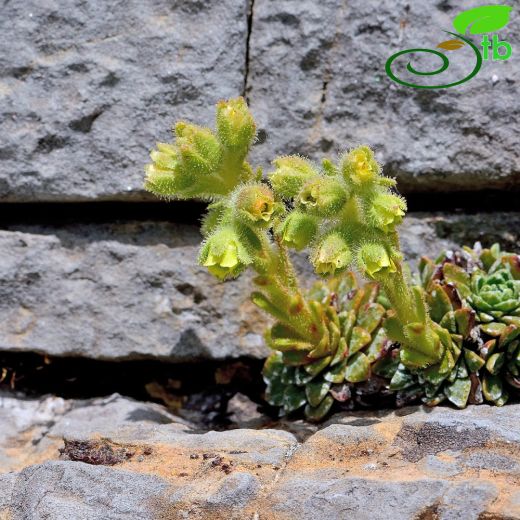 Saxifraga luteoviridis