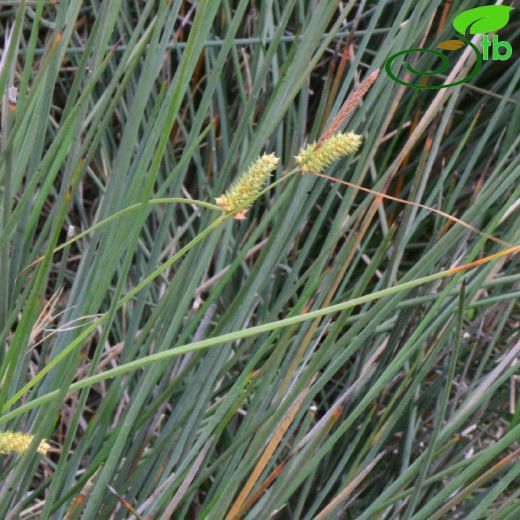 Cyperaceae-Hasırotugiller