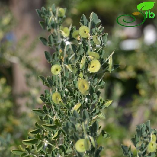 Medicago arborea