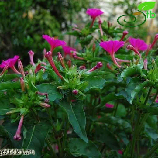 Mirabilis jalapa
