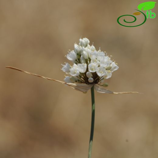 Allium pallens