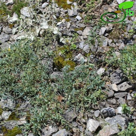 Aegokeras caespitosum
