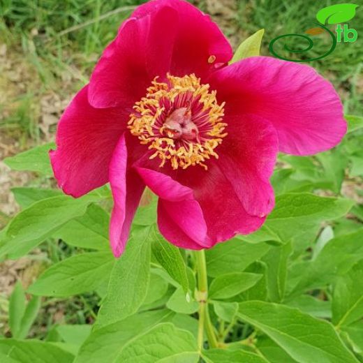 Paeonia-Ayıgülü