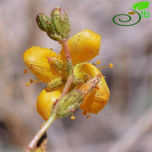 Hypericum salsugineum