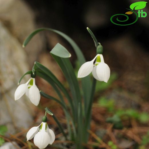 Galanthus gracilis