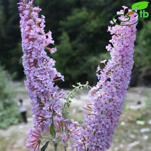 Buddleja-Kelebekçalısı